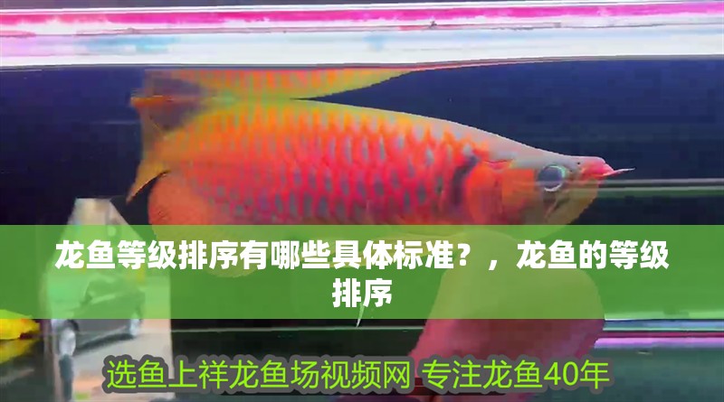 龍魚等級排序有哪些具體標準？，龍魚的等級排序