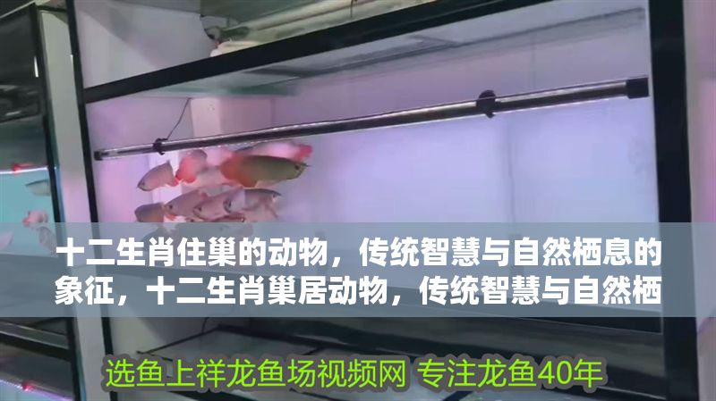 十二生肖住巢的動物，傳統智慧與自然棲息的象征，十二生肖巢居動物，傳統智慧與自然棲息的象征