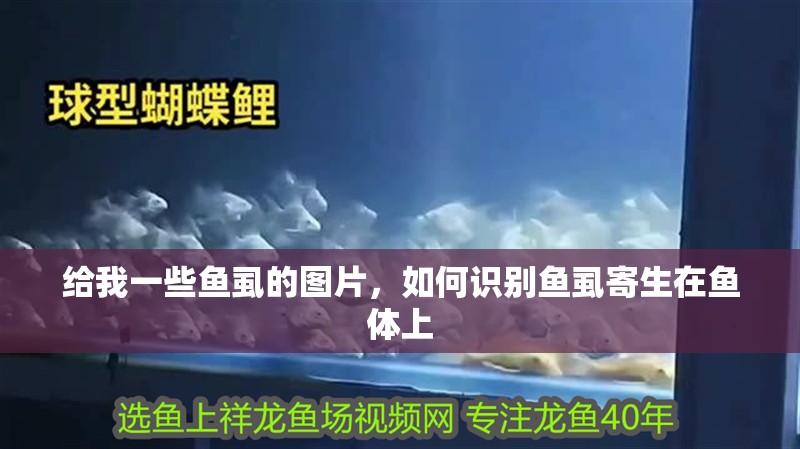 給我一些魚虱的圖片，如何識別魚虱寄生在魚體上