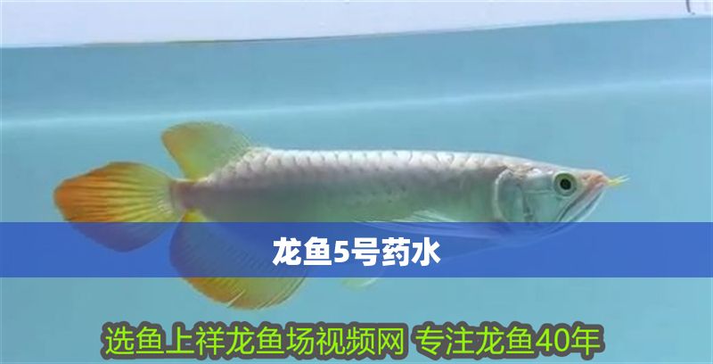 龍魚5號藥水
