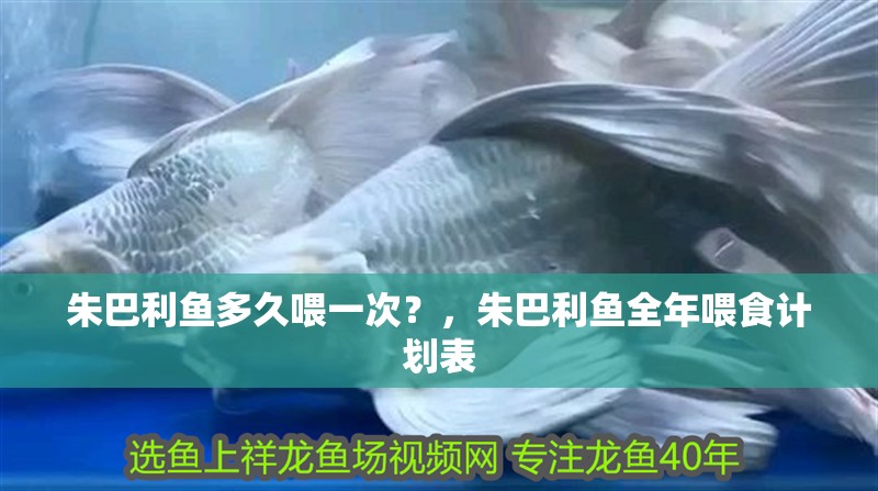 朱巴利魚多久喂一次？，朱巴利魚全年喂食計劃表