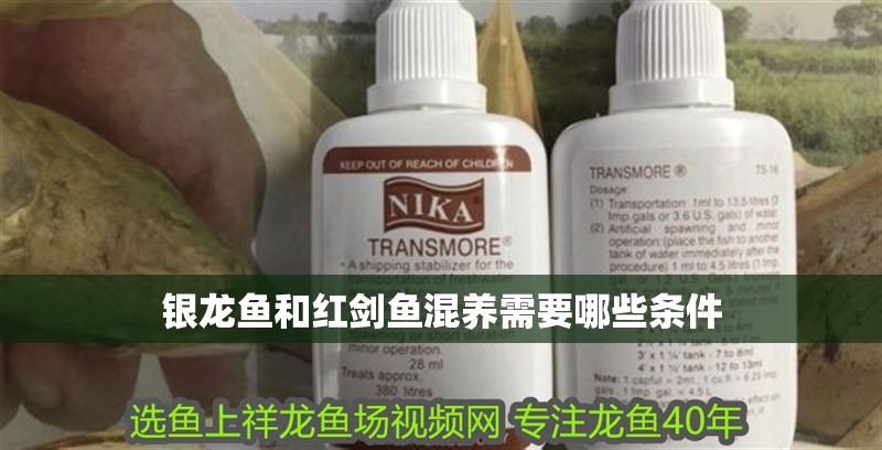 銀龍魚和紅劍魚混養(yǎng)需要哪些條件 銀龍魚和紅劍魚混養(yǎng)需要哪些條件 龍魚百科