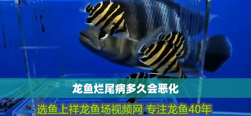 龍魚爛尾病多久會惡化
