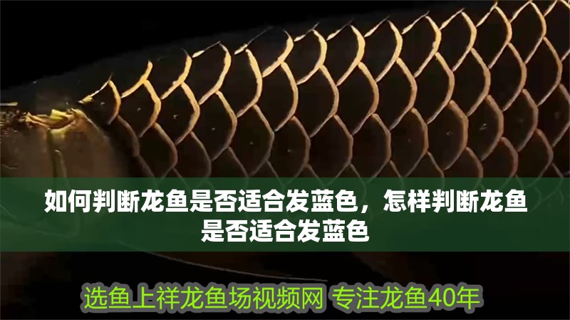 如何判斷龍魚是否適合發藍色，怎樣判斷龍魚是否適合發藍色