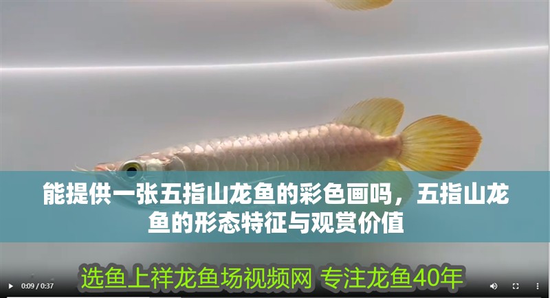 能提供一張<strong><mark>五指山</mark></strong>龍魚的彩色畫嗎，<strong><mark>五指山</mark></strong>龍魚的形態特征與觀賞價值