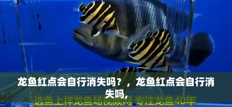 龍魚紅點會自行消失嗎？，龍魚紅點會自行消失嗎,