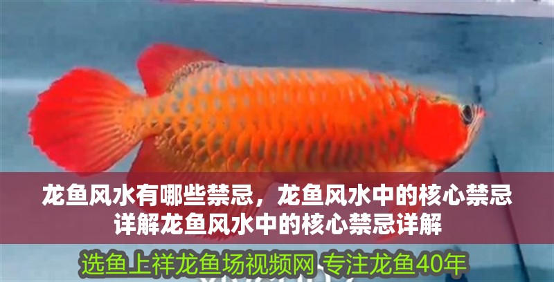 龍魚風水有哪些禁忌，龍魚風水中的核心禁忌詳解龍魚風水中的核心禁忌詳解