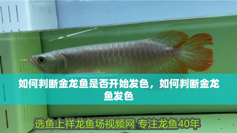 如何判斷金龍魚是否開始發(fā)色，如何判斷金龍魚發(fā)色