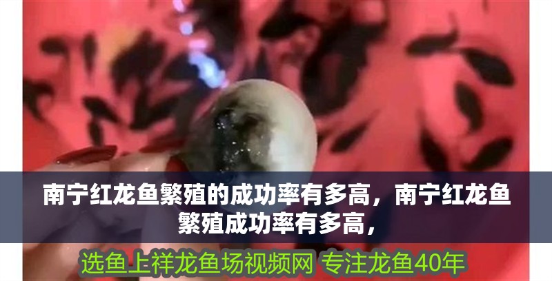 南寧紅龍魚繁殖的成功率有多高，南寧紅龍魚繁殖成功率有多高，