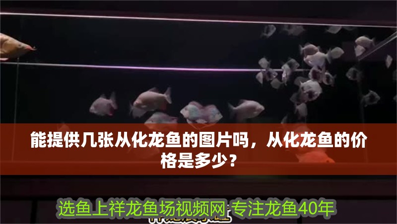 能提供幾張從化龍魚的圖片嗎，從化龍魚的價格是多少？