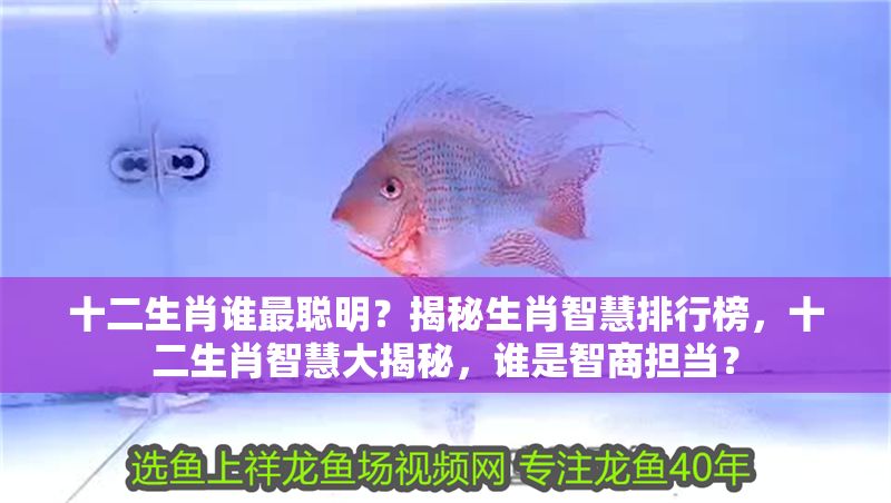 十二生肖誰最聰明？揭秘生肖智慧排行榜，十二生肖智慧大揭秘，誰是智商擔當？