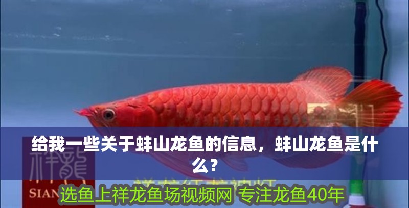 給我一些關于蚌山龍魚的信息，蚌山龍魚是什么？