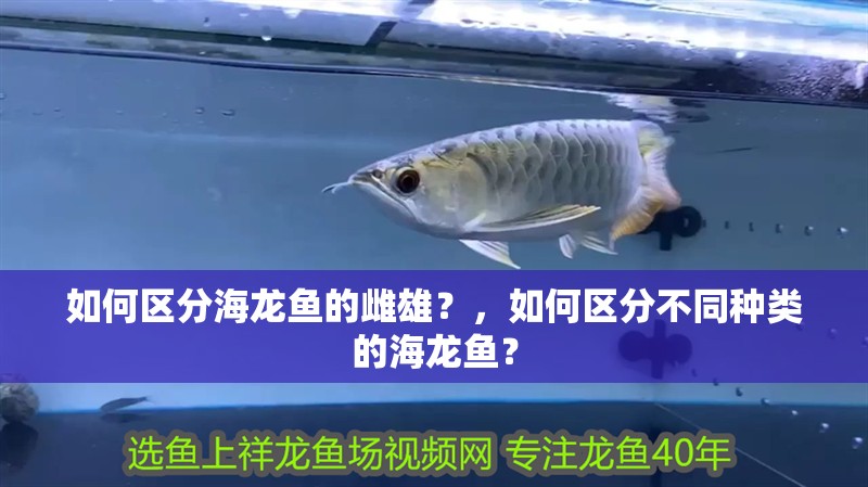 如何區(qū)分海龍魚的雌雄？，如何區(qū)分不同種類的海龍魚？