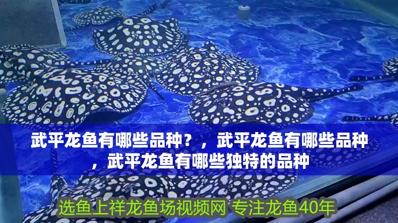 <strong><mark>武平</mark></strong>龍魚有哪些品種？，<strong><mark>武平</mark></strong>龍魚有哪些品種，<strong><mark>武平</mark></strong>龍魚有哪些獨特的品種
