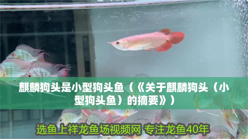 麒麟狗頭是小型狗頭魚（《關于麒麟狗頭（小型狗頭魚）的摘要》）