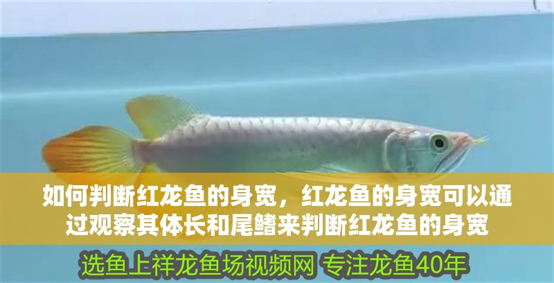 魚缸造景先放沙還是先放水(魚缸造景先鋪沙還是先放石頭) 如何判斷紅龍魚的身寬,紅龍魚的身寬可以通過觀察其體長和尾鰭來判斷紅龍魚的身寬 龍魚百科 如何判斷紅龍魚的身寬,紅龍魚的身寬可以通過觀察其體長和尾鰭來判斷紅龍魚的身寬 如何判斷紅龍魚的身寬,紅龍魚的身寬可以通過觀察其體長和尾鰭來判斷紅龍魚的身寬 龍魚百科