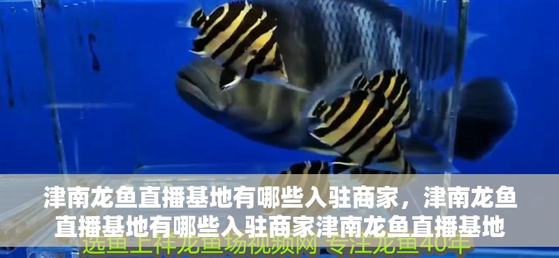 津南龍魚直播基地有哪些入駐商家，津南龍魚直播基地有哪些入駐商家津南龍魚直播基地
