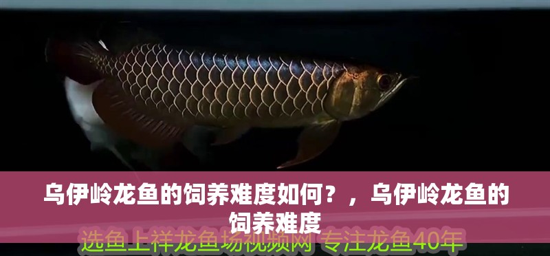 烏伊嶺龍魚的飼養難度如何？，烏伊嶺龍魚的飼養難度