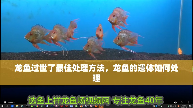 龍魚過世了最佳處理方法，龍魚的遺體如何處理