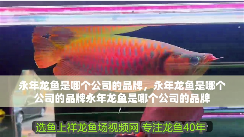 永年龍魚是哪個公司的品牌，永年龍魚是哪個公司的品牌永年龍魚是哪個公司的品牌