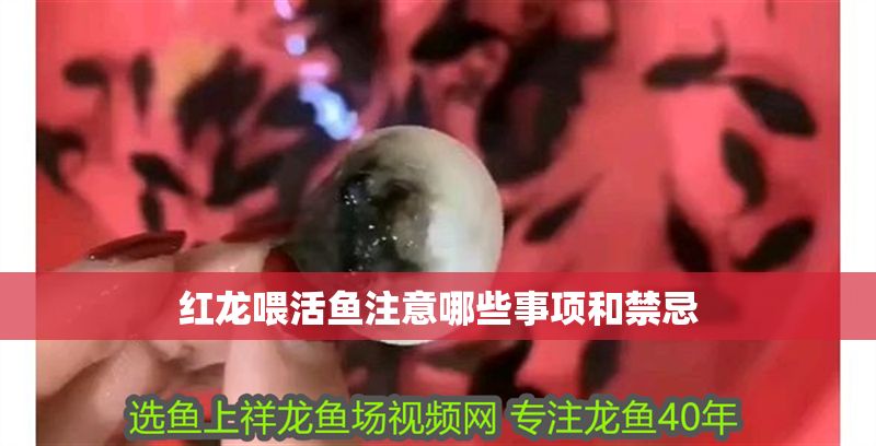 紅龍喂活魚注意哪些事項(xiàng)和禁忌