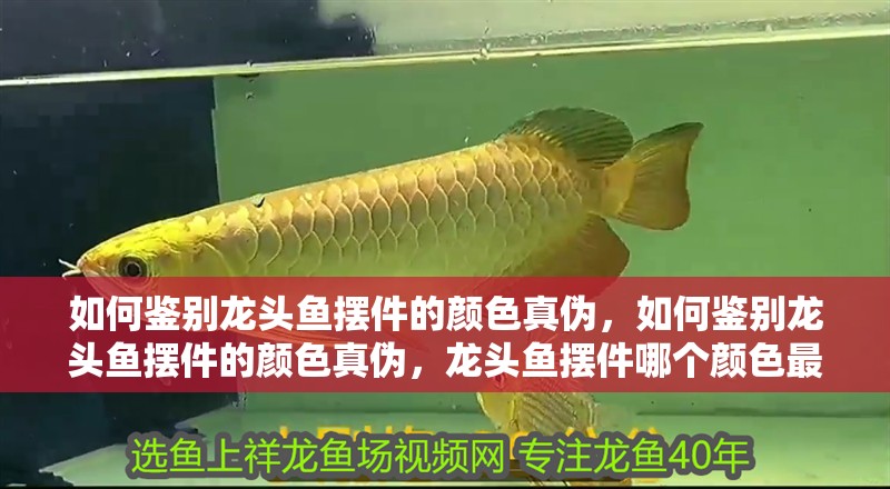 如何鑒別龍頭魚擺件的顏色真偽，如何鑒別龍頭魚擺件的顏色真偽，龍頭魚擺件哪個顏色最有收藏價值 如何鑒別龍頭魚擺件的顏色真偽，如何鑒別龍頭魚擺件的顏色真偽，龍頭魚擺件哪個顏色最有收藏價值 龍魚百科