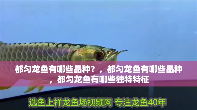 都勻龍魚有哪些品種？，都勻龍魚有哪些品種，都勻龍魚有哪些獨特特征