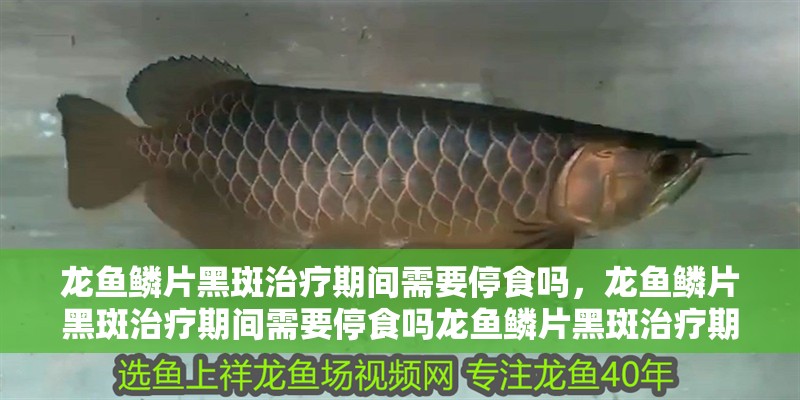 龍魚鱗片黑斑治療期間需要停食嗎，龍魚鱗片黑斑治療期間需要停食嗎龍魚鱗片黑斑治療期間需要停食嗎