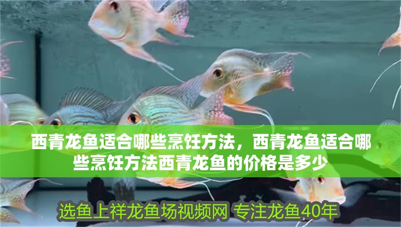 西青龍魚(yú)適合哪些烹飪方法，西青龍魚(yú)適合哪些烹飪方法西青龍魚(yú)的價(jià)格是多少