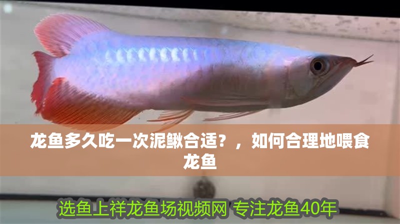 龍魚多久吃一次泥鰍合適？，如何合理地喂食龍魚