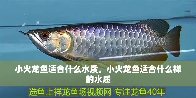 小火龍魚適合什么水質(zhì)，小火龍魚適合什么樣的水質(zhì)