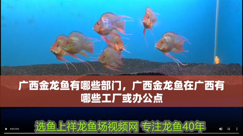 廣西金龍魚有哪些部門，廣西金龍魚在廣西有哪些工廠或辦公點