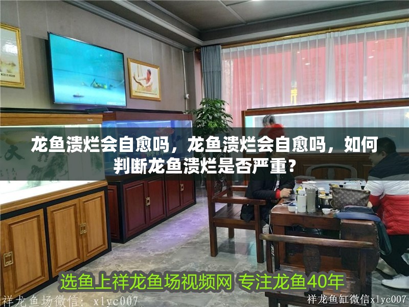 龍魚(yú)潰爛會(huì)自愈嗎，龍魚(yú)潰爛會(huì)自愈嗎，如何判斷龍魚(yú)潰爛是否嚴(yán)重？