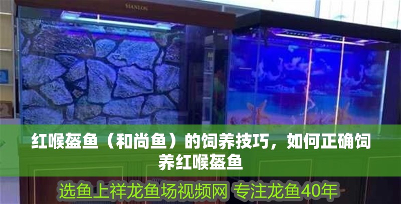 紅喉盔魚（和尚魚）的飼養(yǎng)技巧，如何正確飼養(yǎng)紅喉盔魚