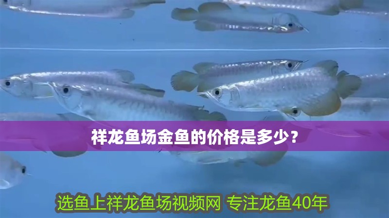 祥龍魚場(chǎng)金魚的價(jià)格是多少？ 祥龍魚場(chǎng)金魚的價(jià)格是多少？ 龍魚百科