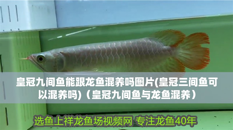 皇冠九間魚能跟龍魚混養嗎圖片(皇冠三間魚可以混養嗎)（皇冠九間魚與龍魚混養）
