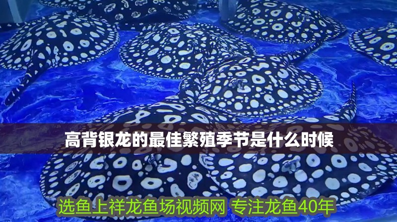 給大魚缸換水的作文:體驗給大魚缸換水的樂趣:體驗給大魚缸換水:給大魚缸換水的作文 高背銀龍的最佳繁殖季節是什么時候 龍魚百科 高背銀龍的最佳繁殖季節是什么時候 高背銀龍的最佳繁殖季節是什么時候 龍魚百科