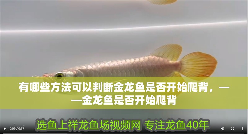 有哪些方法可以判斷金龍魚是否開始爬背，——金龍魚是否開始爬背 有哪些方法可以判斷金龍魚是否開始爬背，——金龍魚是否開始爬背 龍魚百科