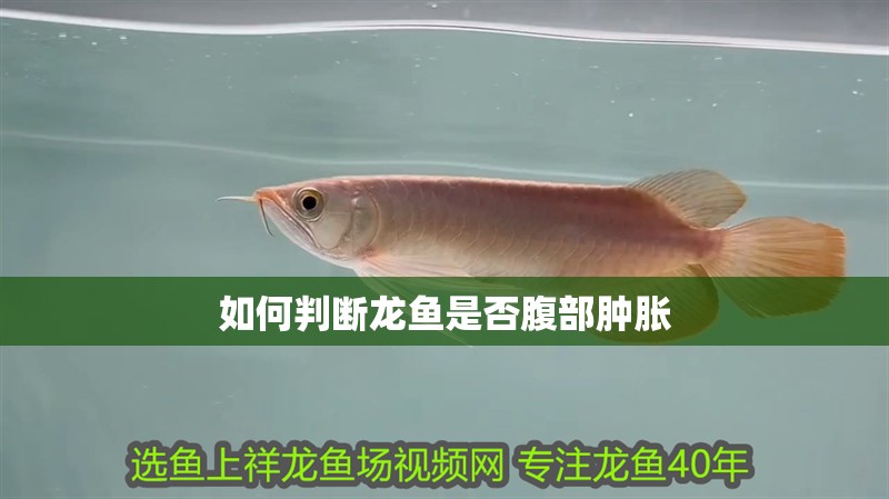 如何判斷龍魚是否腹部腫脹