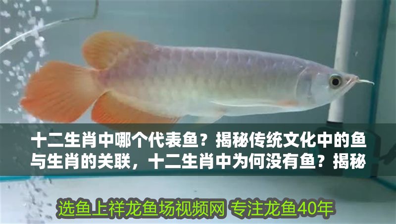 十二生肖中哪個代表魚？揭秘傳統文化中的魚與生肖的關聯，十二生肖中為何沒有魚？揭秘魚與生肖的文化淵源