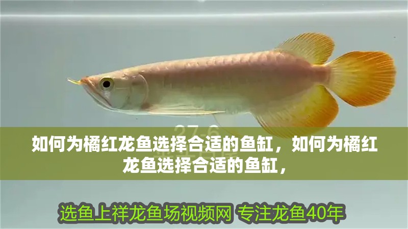 如何為橘紅龍魚選擇合適的魚缸，如何為橘紅龍魚選擇合適的魚缸，
