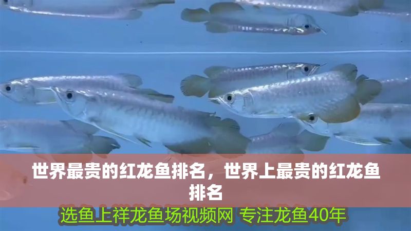 世界最貴的紅龍魚排名，世界上最貴的紅龍魚排名