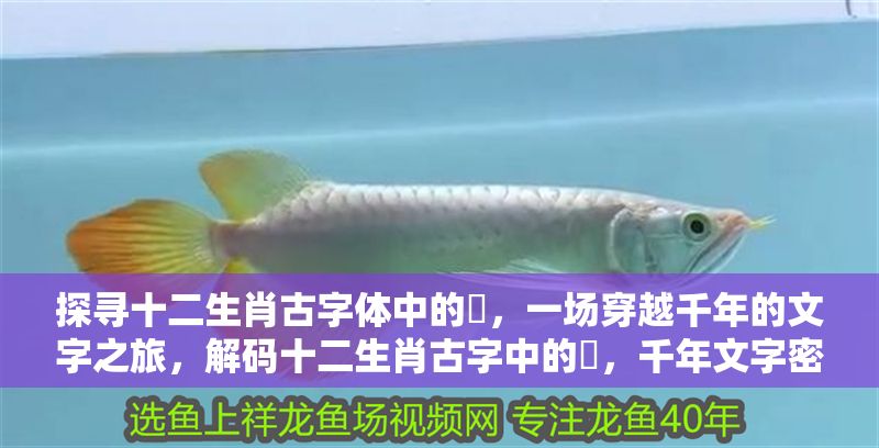 探尋十二生肖古字體中的乛，一場穿越千年的文字之旅，解碼十二生肖古字中的乛，千年文字密碼的奇幻之旅