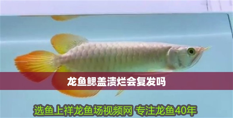 龍魚怕什么 龍魚鰓蓋潰爛會復發嗎 龍魚百科 龍魚鰓蓋潰爛會復發嗎 龍魚鰓蓋潰爛會復發嗎 龍魚百科