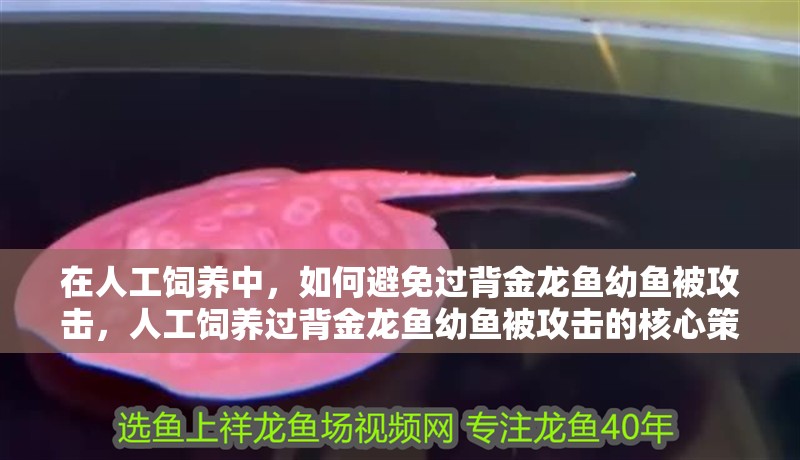 在人工飼養(yǎng)中，如何避免過背金龍魚幼魚被攻擊，人工飼養(yǎng)過背金龍魚幼魚被攻擊的核心策略是什么