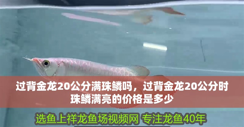 過背金龍20公分滿珠鱗嗎，過背金龍20公分時珠鱗滿亮的價格是多少