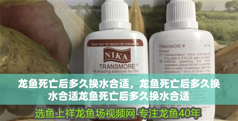 龍魚死亡后多久換水合適，龍魚死亡后多久換水合適龍魚死亡后多久換水合適
