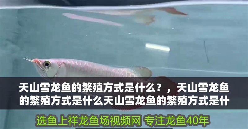 天山雪龍魚的繁殖方式是什么？，天山雪龍魚的繁殖方式是什么天山雪龍魚的繁殖方式是什么