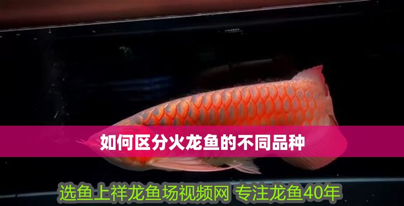 如何區分火龍魚的不同品種