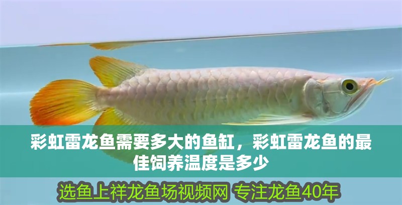 彩虹雷龍魚需要多大的魚缸，彩虹雷龍魚的最佳飼養溫度是多少